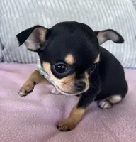 Black and tan girl #3, a female Chihuahua for sale in Shevlin, MN – 3 of 10