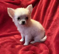Icy, a female Chihuahua for sale in Shevlin, MN – 6 of 10