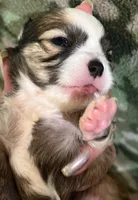 Ivy’s boy, a male Chihuahua for sale in Shevlin, MN – 4 of 10