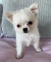 Snowflake , a female Chihuahua for sale in Shevlin, MN – 7 of 10