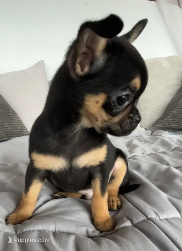 Timmy – Chihuahua puppy for sale in Shevlin, MN