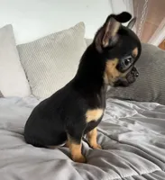 Timmy, a male Chihuahua for sale in Shevlin, MN – 9 of 10