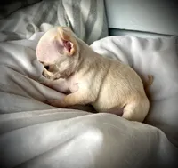 Tiny girl, a female Chihuahua for sale in Shevlin, MN – 2 of 10