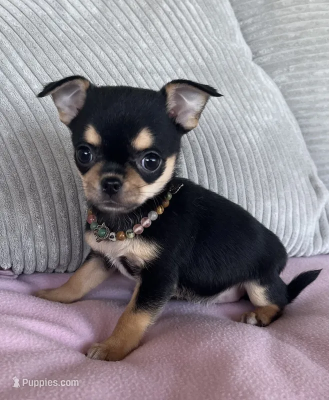 Black and tan girl #2 – Chihuahua puppy for sale in Shevlin, MN