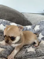 Fawn, a female Chihuahua for sale in Shevlin, MN – 4 of 9