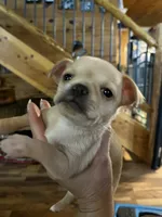 Willie, a male Chihuahua for sale in Shevlin, MN – 10 of 10