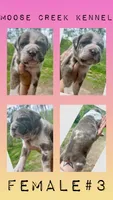 Female #3, a female Cane Corso and Olde English Bulldogge for sale in Shevlin, MN – 4 of 7