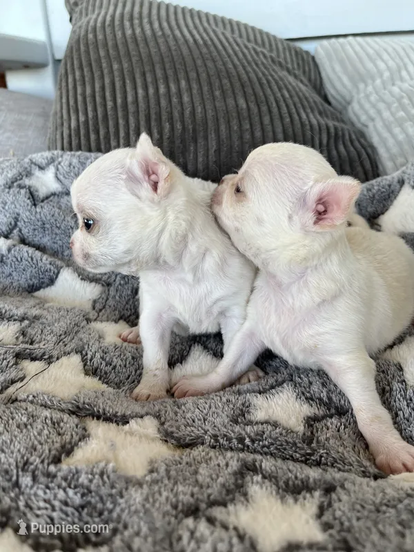 Taffy – Chihuahua puppy for sale in Shevlin, MN