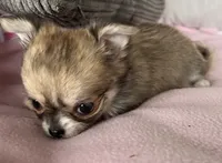 Toto, a female Chihuahua for sale in Shevlin, MN – 3 of 10