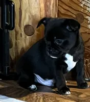Cole, a male Chihuahua for sale in Shevlin, MN – 2 of 10