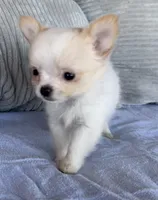 Snowflake , a male Chihuahua for sale in Shevlin, MN – 5 of 8
