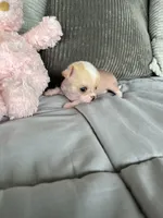 Pinky, a female Chihuahua for sale in Shevlin, MN – 9 of 10