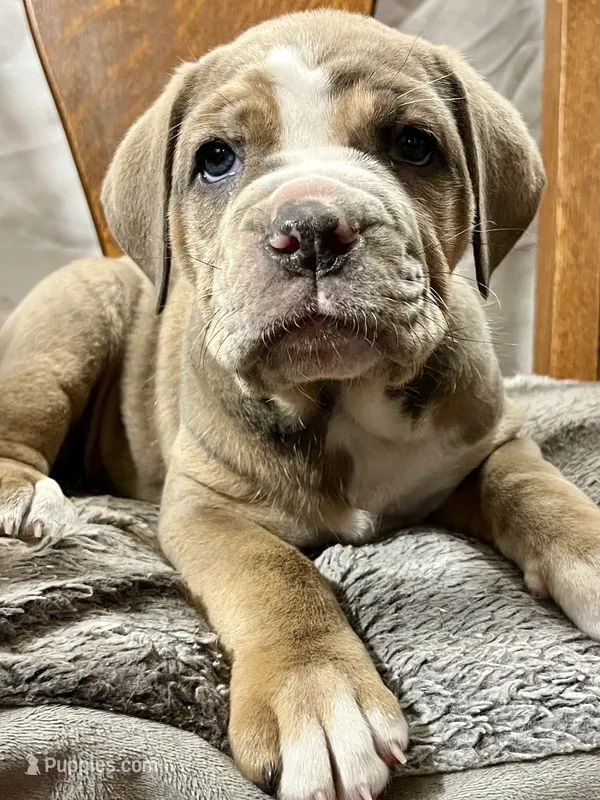 Female #5 – Cane Corso, Olde English Bulldogge puppy for sale in Shevlin, MN