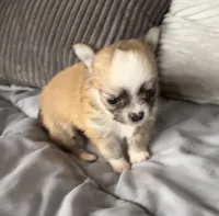 Tommy, a male Chihuahua for sale in Shevlin, MN – 4 of 10