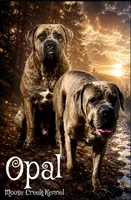 Female #2, a female Cane Corso and Olde English Bulldogge for sale in Shevlin, MN – 7 of 7