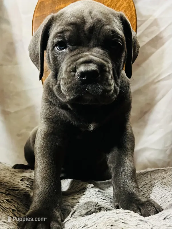 Female #1 – Cane Corso, Olde English Bulldogge puppy for sale in Shevlin, MN