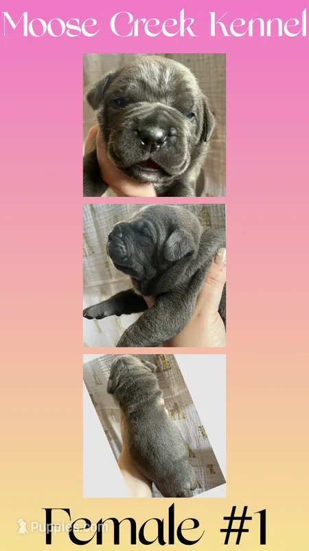 Female #1 – Cane Corso, Olde English Bulldogge puppy for sale in Shevlin, MN