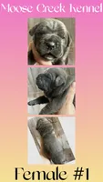 Female #1, a female Cane Corso and Olde English Bulldogge for sale in Shevlin, MN – 1 of 3