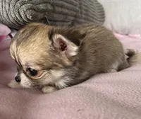 Toto, a female Chihuahua for sale in Shevlin, MN – 9 of 10