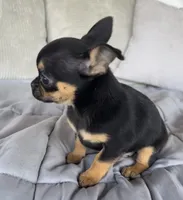 Black and tan girl #1, a female Chihuahua for sale in Shevlin, MN – 2 of 6