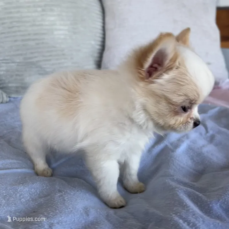 Snowflake  – Chihuahua puppy for sale in Shevlin, MN