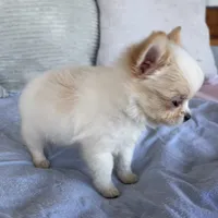 Snowflake , a male Chihuahua for sale in Shevlin, MN – 1 of 8