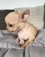 Tilly, a female Chihuahua for sale in Shevlin, MN – 3 of 6