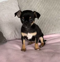 Tammy, a female Chihuahua for sale in Shevlin, MN – 3 of 10