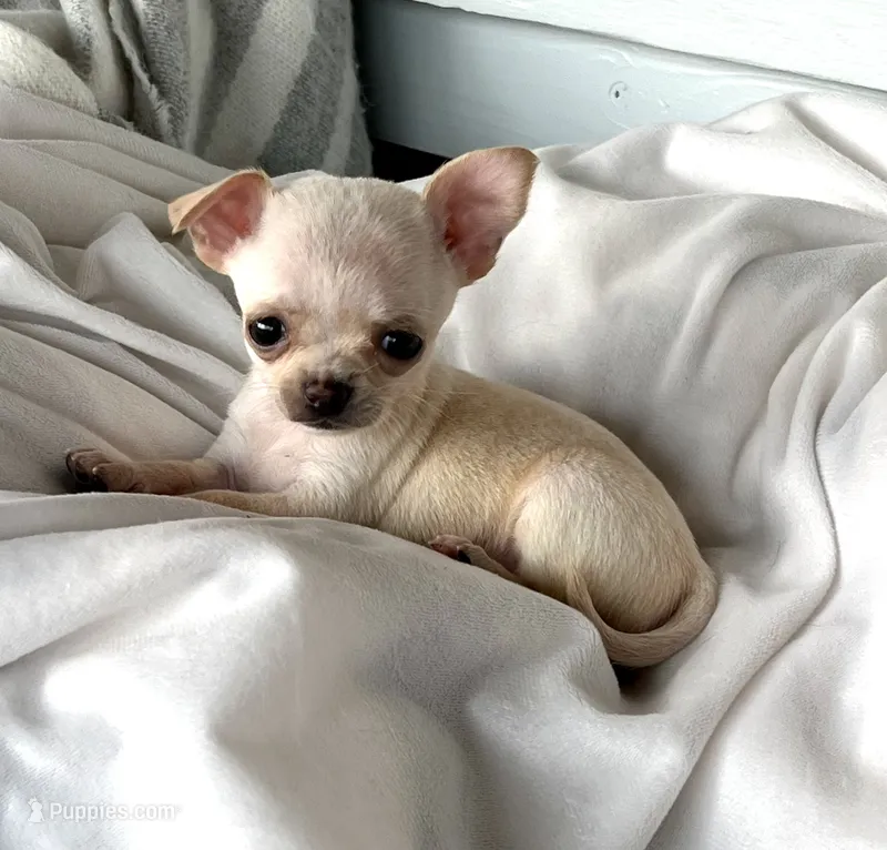 Tiny girl – Chihuahua puppy for sale in Shevlin, MN