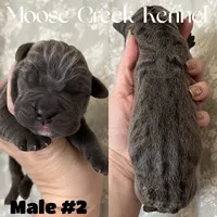 Male #2, a male Cane Corso and Olde English Bulldogge for sale in Shevlin, MN – 2 of 3