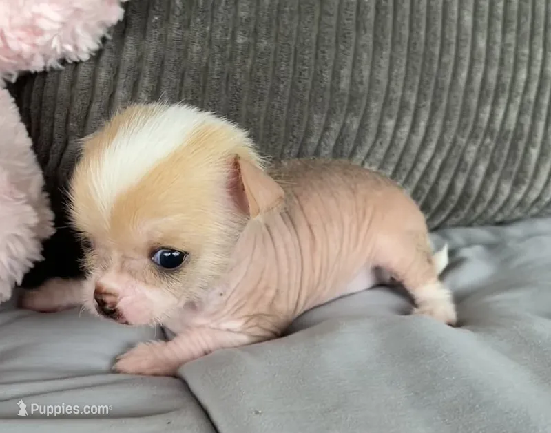 Pinky – Chihuahua puppy for sale in Shevlin, MN