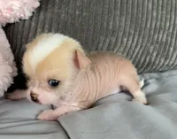 Pinky, a female Chihuahua for sale in Shevlin, MN – 1 of 10
