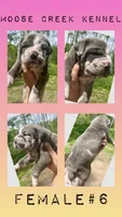 Female #6, a female Cane Corso and Olde English Bulldogge for sale in Shevlin, MN – 4 of 7