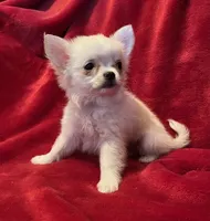 Icy, a female Chihuahua for sale in Shevlin, MN – 8 of 10