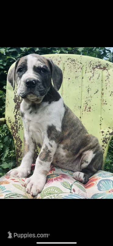 Female #3 – Cane Corso, Olde English Bulldogge puppy for sale in Shevlin, MN