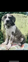 Female #3, a female Cane Corso and Olde English Bulldogge for sale in Shevlin, MN – 3 of 10