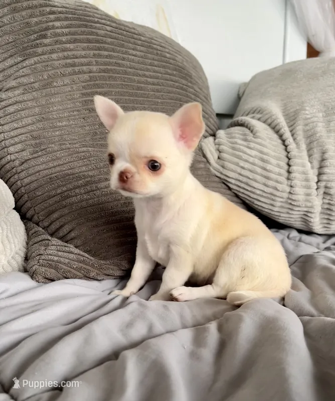 Taffy – Chihuahua puppy for sale in Shevlin, MN