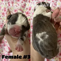 Female #3, a female Cane Corso and Olde English Bulldogge for sale in Shevlin, MN – 2 of 3