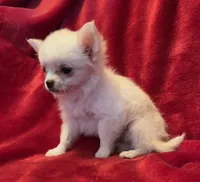 Icy, a female Chihuahua for sale in Shevlin, MN – 3 of 10