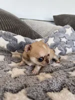 Fawn, a female Chihuahua for sale in Shevlin, MN – 3 of 9