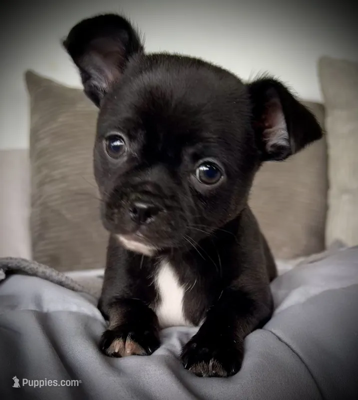 Cole – Chihuahua puppy for sale in Shevlin, MN