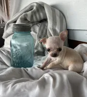 Tiny girl, a female Chihuahua for sale in Shevlin, MN – 4 of 10