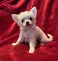 Icy, a female Chihuahua for sale in Shevlin, MN – 5 of 10