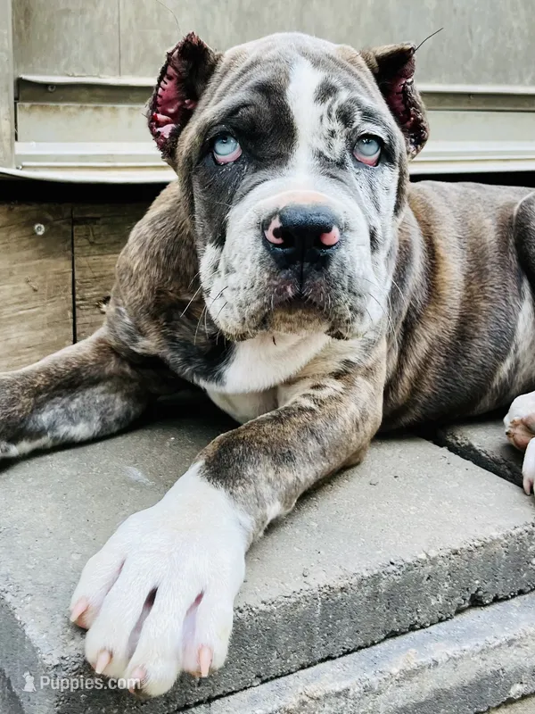 Female #6 – Cane Corso, Olde English Bulldogge puppy for sale in Shevlin, MN