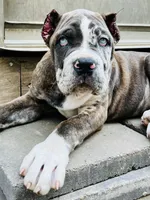 Female #6, a female Cane Corso and Olde English Bulldogge for sale in Shevlin, MN – 1 of 8