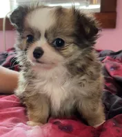 Munchkin , a male Chihuahua for sale in Shevlin, MN – 3 of 9