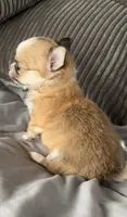 Tommy, a male Chihuahua for sale in Shevlin, MN – 5 of 10