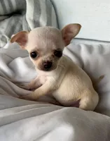 Tiny girl, a female Chihuahua for sale in Shevlin, MN – 3 of 10