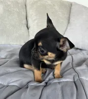 Black and tan girl #1, a female Chihuahua for sale in Shevlin, MN – 6 of 6