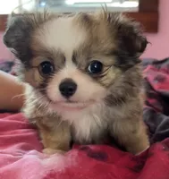 Munchkin , a male Chihuahua for sale in Shevlin, MN – 7 of 9